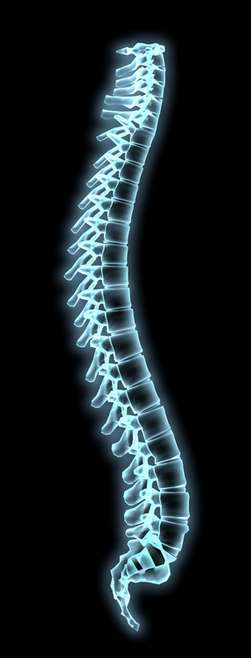 Spine Health